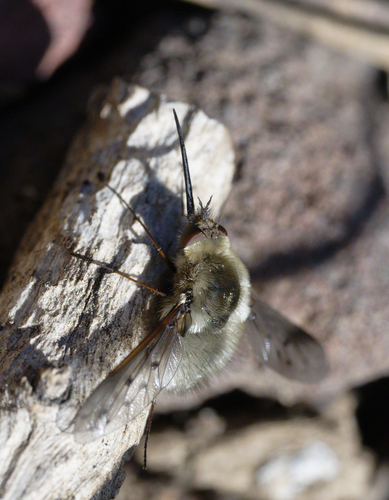 iNaturalist observation photo of Greater Bee Flies