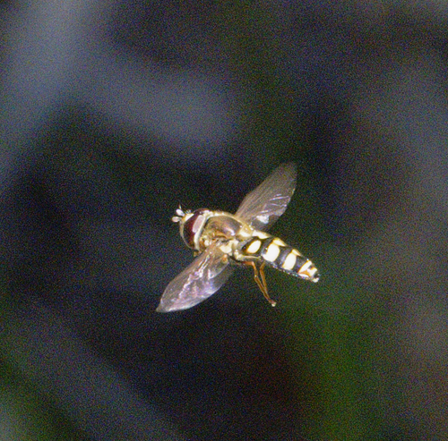 iNaturalist observation photo of Western Aphideater
