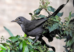 Turdus merula