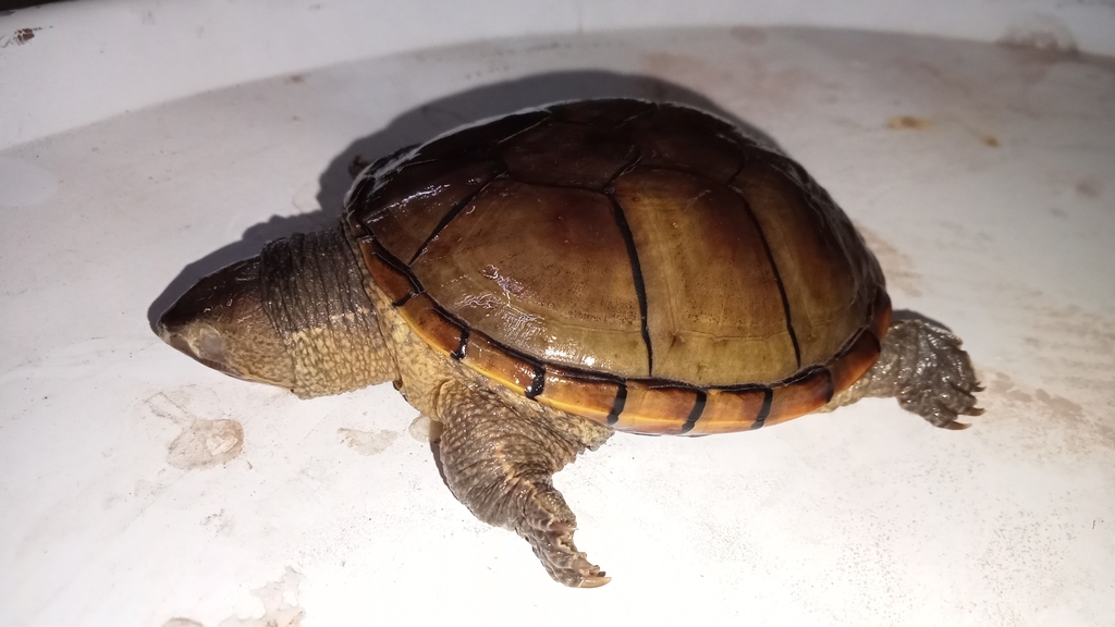 Cora Mud Turtle from 63656 Nay., México on June 23, 2023 at 08:52 PM by ...