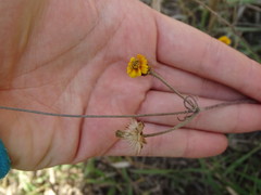 Tridax trilobata