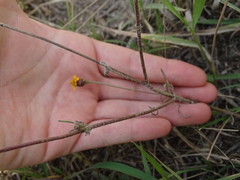 Tridax trilobata