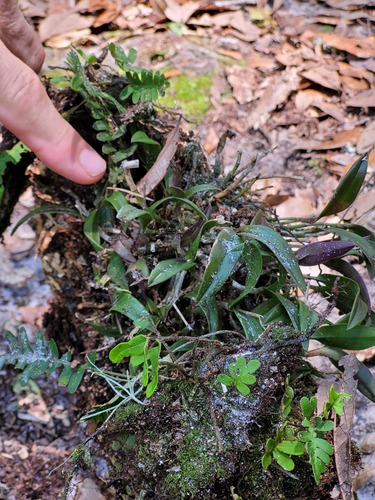Epidendrum conopseum R.Br. 4
