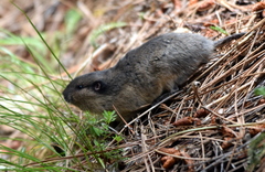 Thomomys