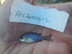 Lepomis humilis