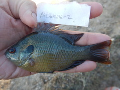 Lepomis miniatus
