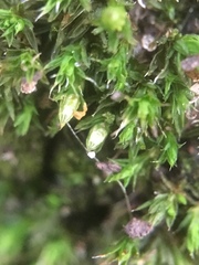 Orthotrichum diaphanum