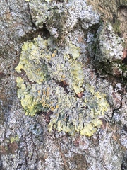 Xanthoria parietina