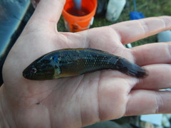 Dormitator maculatus