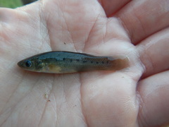 Fundulus pulvereus