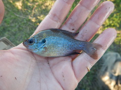Lepomis miniatus