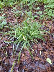 Wood Sedge (Carex sylvatica)