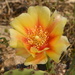 Opuntia macrorhiza grandiflora - Photo (c) Aidan Campos, some rights reserved (CC BY-NC), uploaded by Aidan Campos
