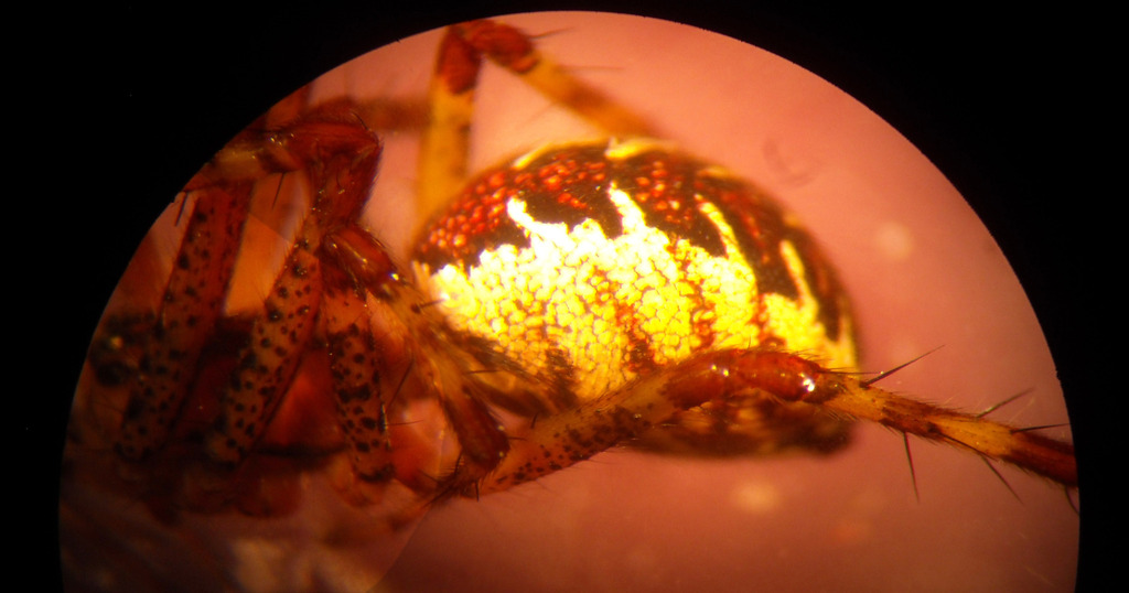 Pityohyphantes kamela
