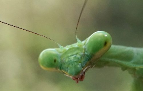 Carolina Mantis photo 5