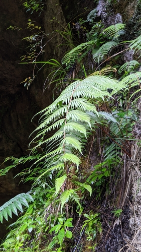 Image of Woodwardia unigemmata by (c) 許文俊, some rights reserved (CC BY-SA)