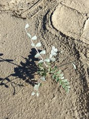 Astragalus lentiginosus borreganus