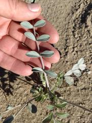 Astragalus lentiginosus borreganus
