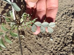 Astragalus lentiginosus borreganus