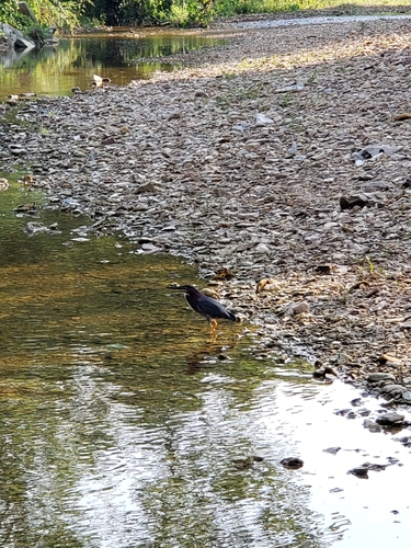 Green Heron photographed in Kentucky
