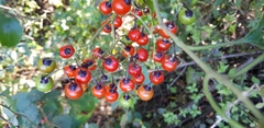 Solanum dulcamaroides