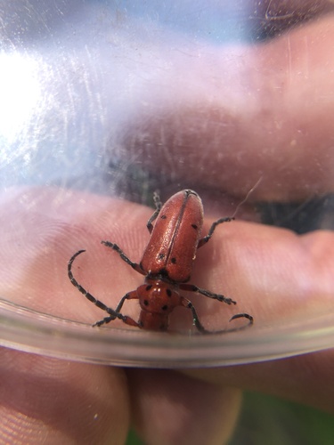 Texas Milkweed Beetle photo 5