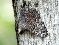 Hamadryas februa ferox