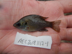 Lepomis miniatus