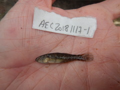 Dormitator maculatus