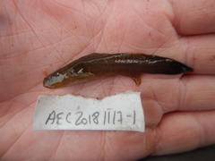 Noturus gyrinus