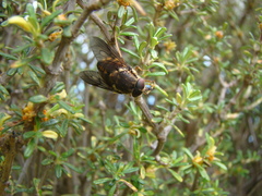 Scaptia adrel