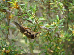Scaptia adrel