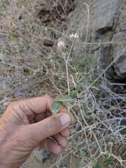 Bahiopsis chenopodina