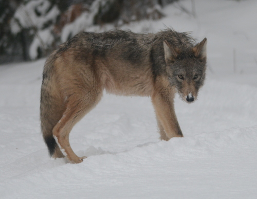 Subespecies Canis lupus lycaon · iNaturalist Mexico