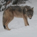 Eastern Wolf - Photo (c) Isabel, some rights reserved (CC BY-NC), uploaded by Isabel