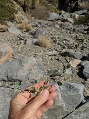 Stegnosperma halimifolium