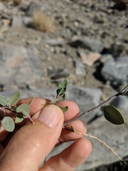 Stegnosperma halimifolium