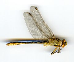Ophiogomphus severus