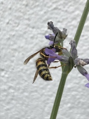 Dolichovespula norwegica