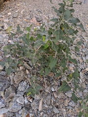 Bahiopsis chenopodina