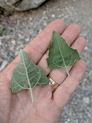 Bahiopsis chenopodina