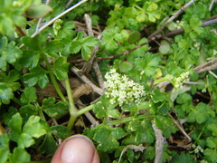 Apium prostratum filiforme