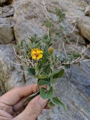 Bahiopsis chenopodina