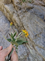 Bahiopsis chenopodina