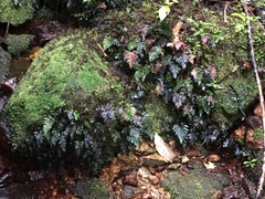 Abrodictyum elongatum