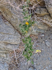 Bahiopsis chenopodina