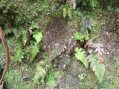 Abrodictyum elongatum