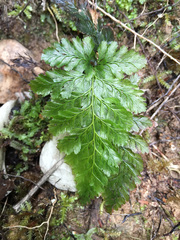 Abrodictyum elongatum