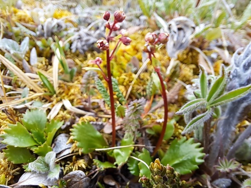 Razshivin's Saxifrage (Micranthes razshivinii)