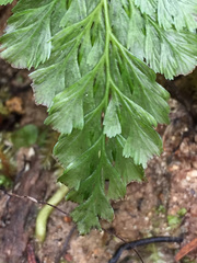 Abrodictyum elongatum